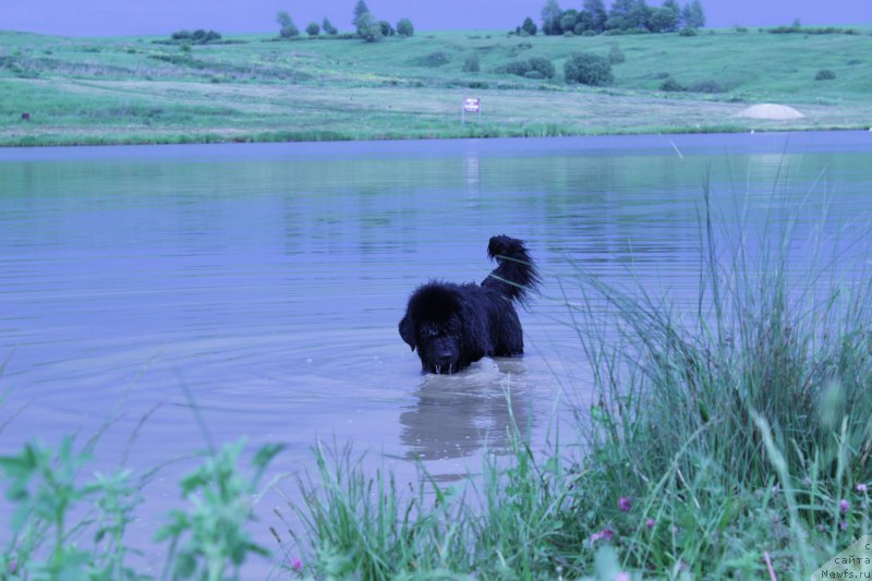 Фото: ньюфаундленд Vakula Olimpiyskiy Mishka (Вакула Олимпийский Мишка)