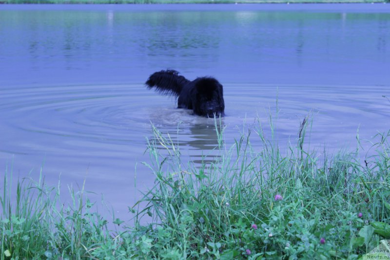 Фото: ньюфаундленд Vakula Olimpiyskiy Mishka (Вакула Олимпийский Мишка)
