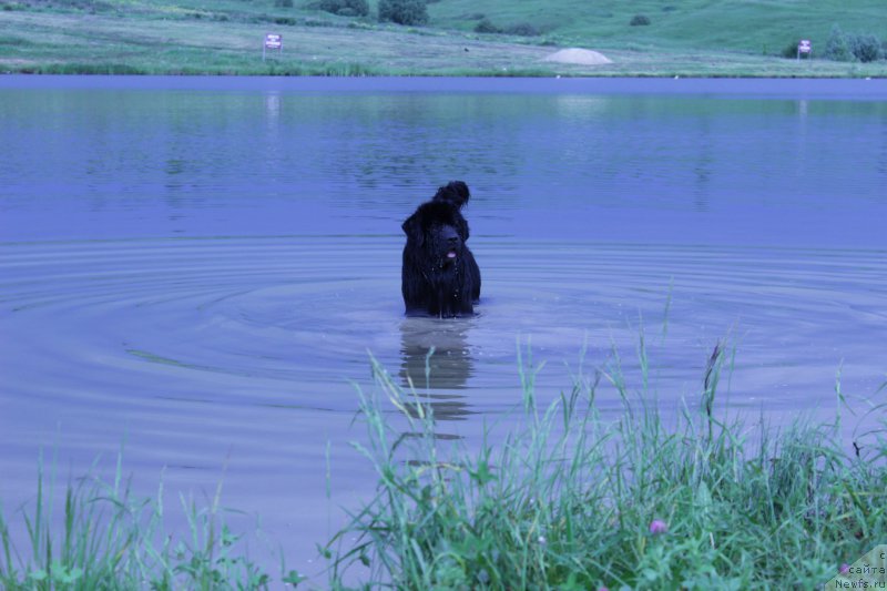 Фото: ньюфаундленд Vakula Olimpiyskiy Mishka (Вакула Олимпийский Мишка)