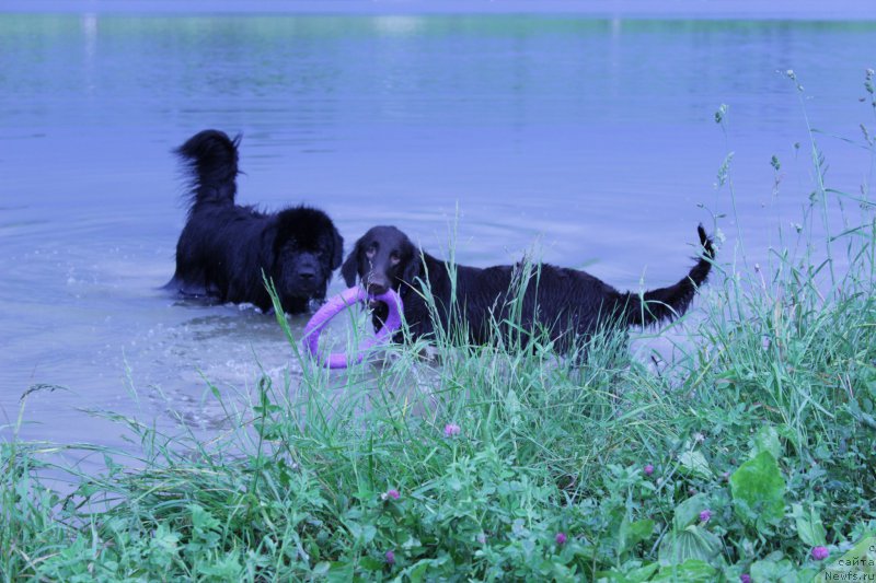 Фото: ньюфаундленд Vakula Olimpiyskiy Mishka (Вакула Олимпийский Мишка)