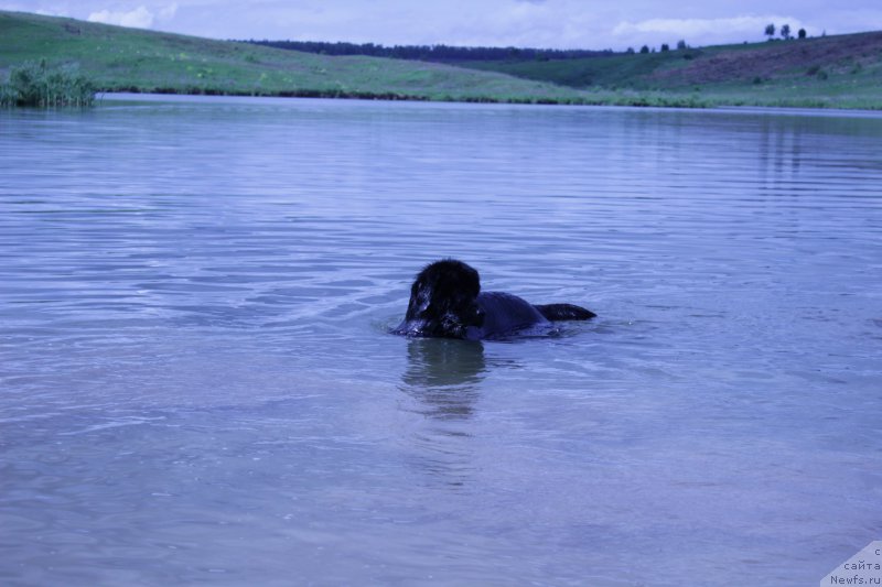 Фото: ньюфаундленд Vakula Olimpiyskiy Mishka (Вакула Олимпийский Мишка)