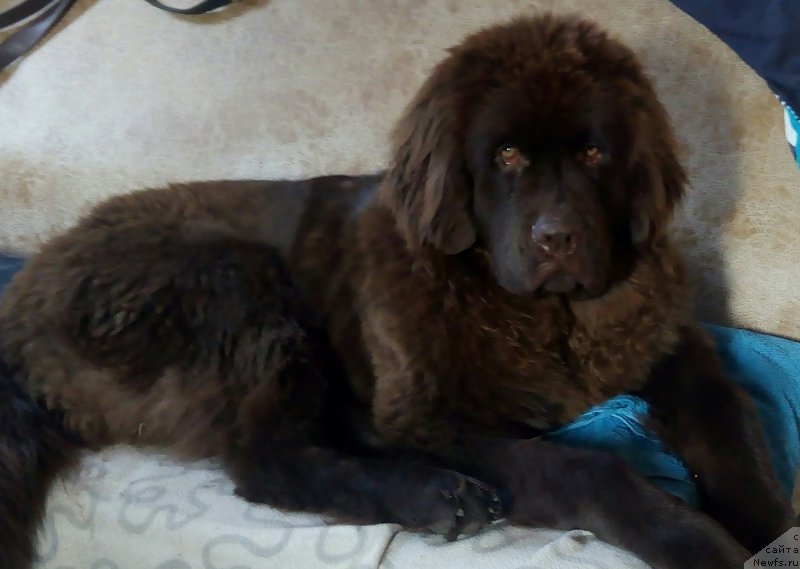 Фото: ньюфаундленд Braunblad MSK Bel' YEsta Mari (Браунблад МСК Бель Эста Мари)