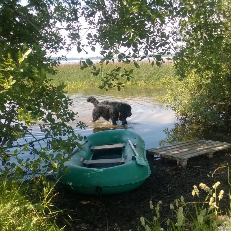 Фото: ньюфаундленд Smigar Ukrotitel'nica Tigrov (Смигар Укротительница Тигров)