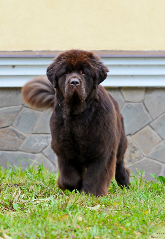 Фото: ньюфаундленд Eseniya s Berega Dona (Есения с Берега Дона)