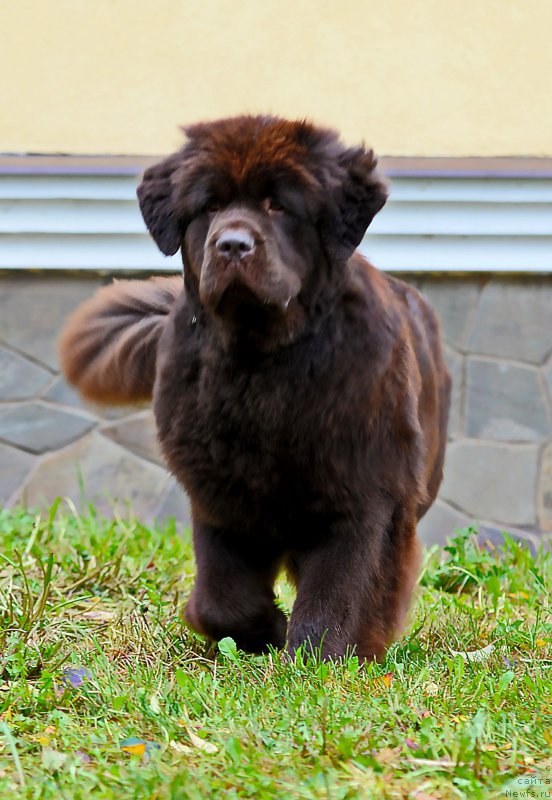 Фото: ньюфаундленд Eseniya s Berega Dona (Есения с Берега Дона)