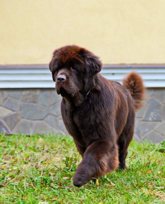 Фото: ньюфаундленд Eseniya s Berega Dona (Есения с Берега Дона)