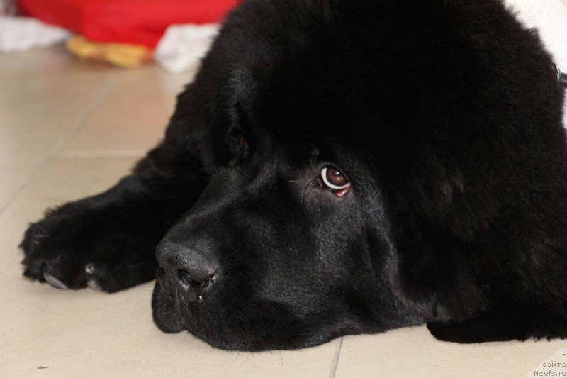 Фотография № 215802