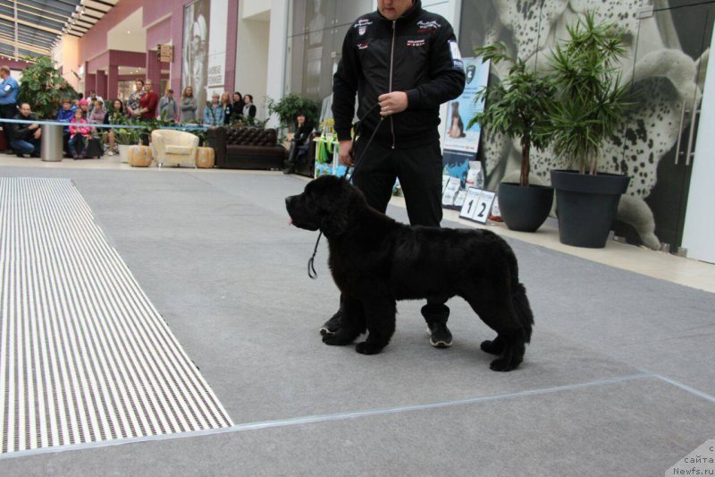 Фото: ньюфаундленд Super Premium Car' Baloven' (Супер Премиум Царь Баловень)