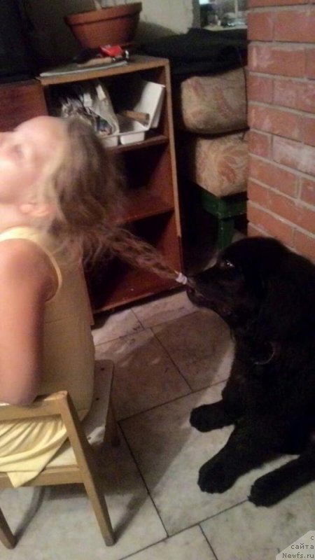 Фото: ньюфаундленд Super Premium Car' Baloven' (Супер Премиум Царь Баловень)