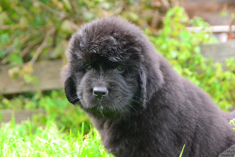 Фото: ньюфаундленд Talisman Morya Kalipso (Талисман Моря Калипсо)