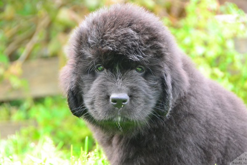 Фото: ньюфаундленд Talisman Morya Kalipso (Талисман Моря Калипсо)