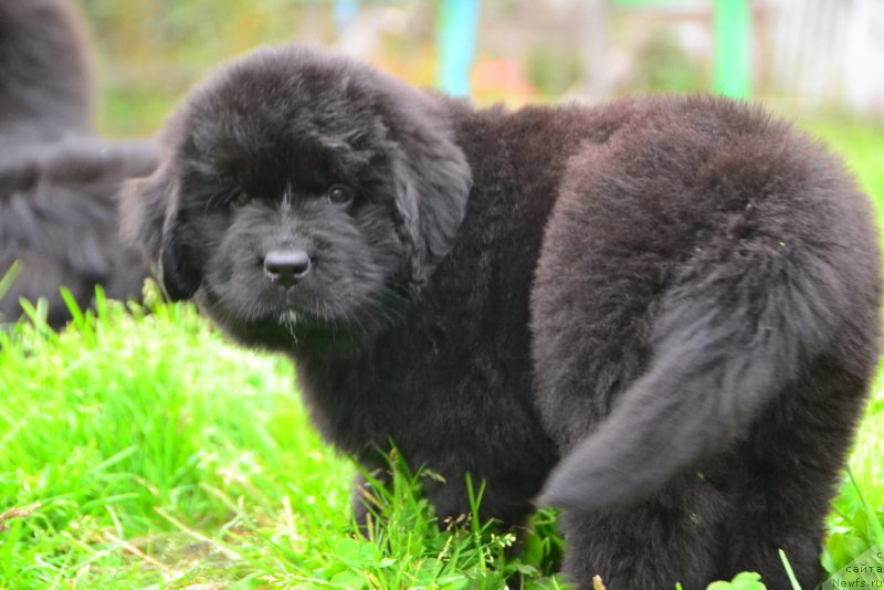 Фото: ньюфаундленд Talisman Morya Kalipso (Талисман Моря Калипсо)