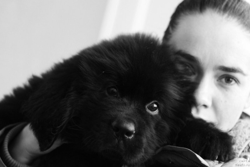 Фото: ньюфаундленд Chernaya Mafia Blackberry Blossom (Черная Мафия Бласкберру Блоссом)