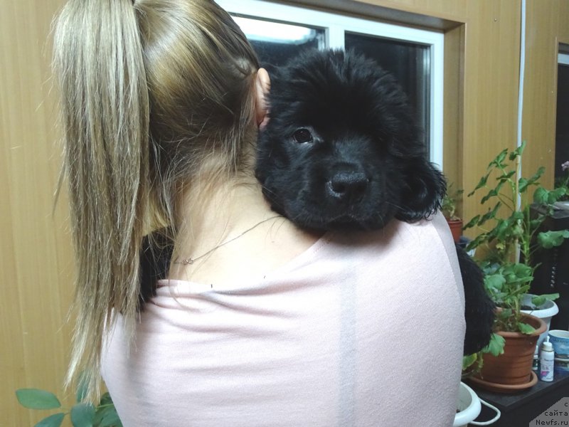 Фото: ньюфаундленд S'Nezhnaya Vjuga Van Gils Classik (С'Нежная Вьюга Ван Гилс Классик)