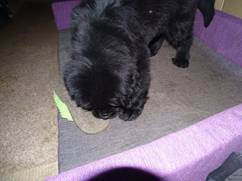 Фото: ньюфаундленд S'Nezhnaya Vjuga Van Gils Classik (С'Нежная Вьюга Ван Гилс Классик)