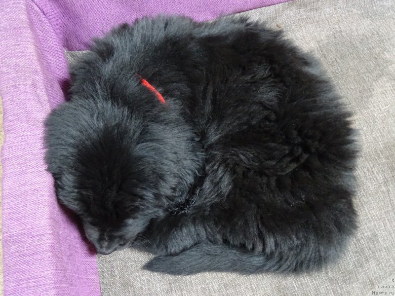 Фото: ньюфаундленд S'Nezhnaya Vjuga Van Gils Classik (С'Нежная Вьюга Ван Гилс Классик)