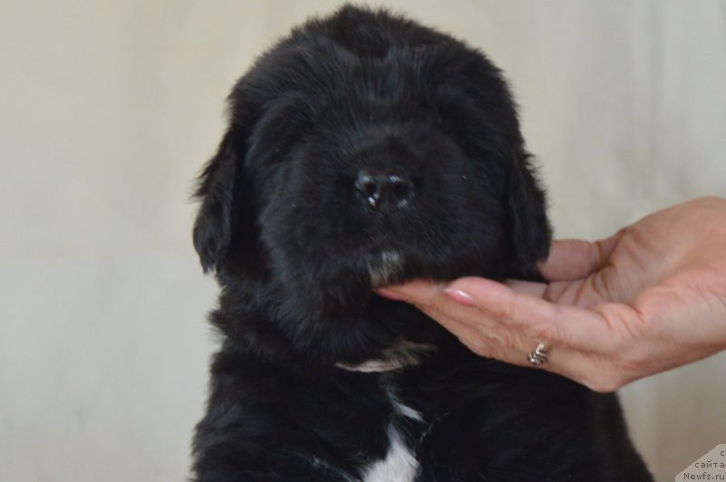 Фото: Кобель-белая нитка