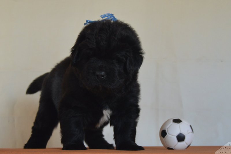 Фото: Кобель-синяя нитка