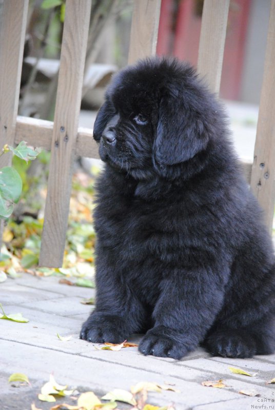 Фото: ньюфаундленд Moya Stikhiya Nastasya Krasa (Моя Стихия Настасья Краса)