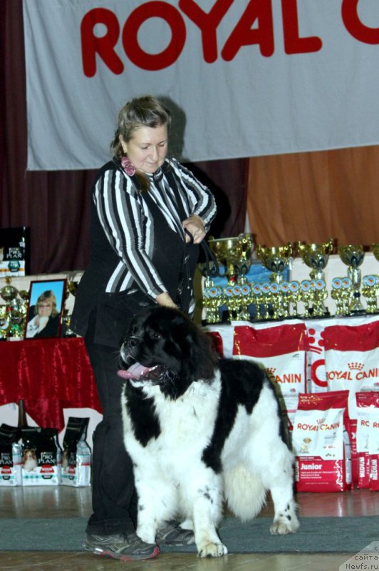 Фото: ньюфаундленд Baffi ot Karel'skih Medvedey (Баффи от Карельских Медведей)