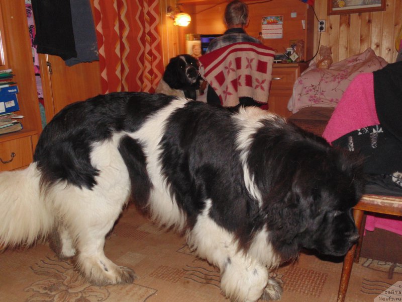 Фото: ньюфаундленд Super Bizon Melodiya (Супер Бизон Мелодия)