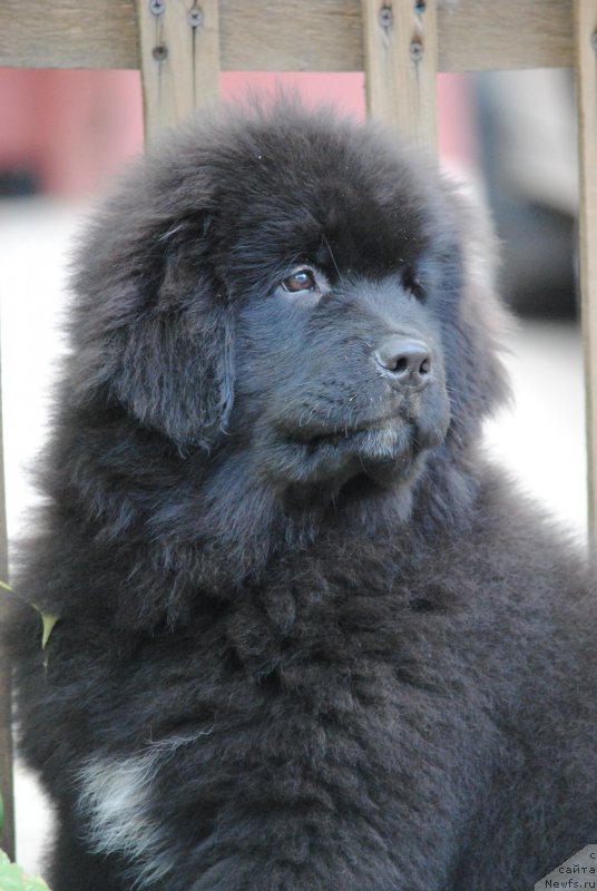 Фото: ньюфаундленд Moya Stihiya Miss Pidji (Моя Стихия Мисс Пиджи)