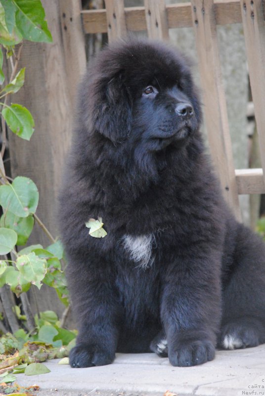 Фото: ньюфаундленд Moya Stihiya Miss Pidji (Моя Стихия Мисс Пиджи)