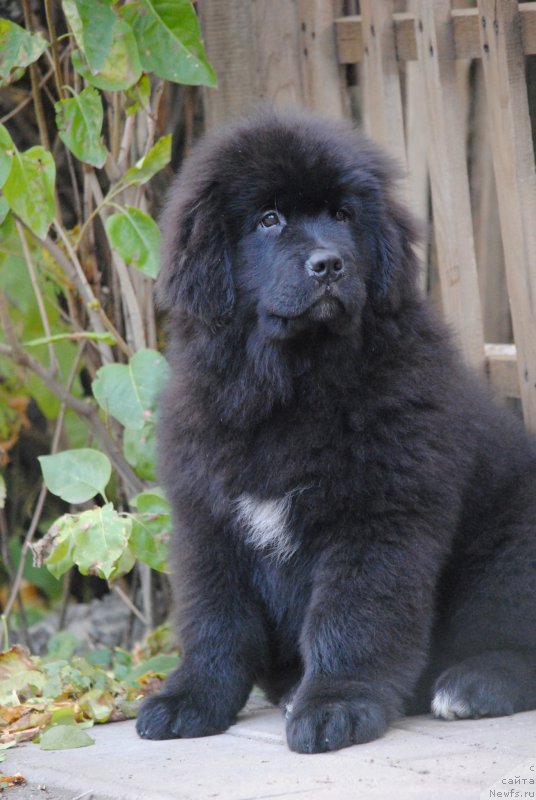 Фото: ньюфаундленд Moya Stihiya Miss Pidji (Моя Стихия Мисс Пиджи)