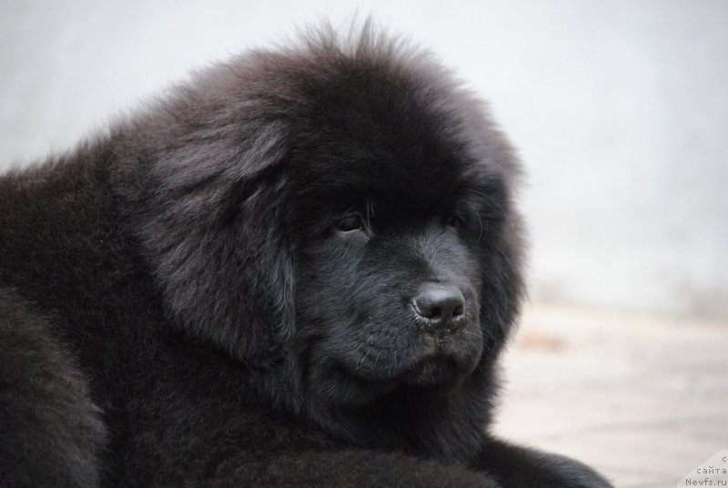 Фото: ньюфаундленд Moya Stihiya Miss Pidji (Моя Стихия Мисс Пиджи)
