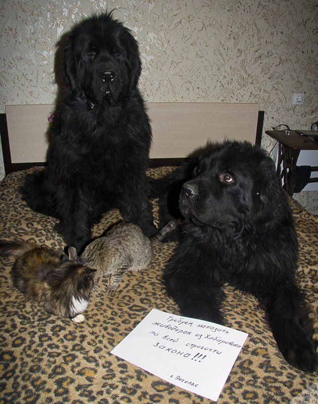 Фотография № 215863