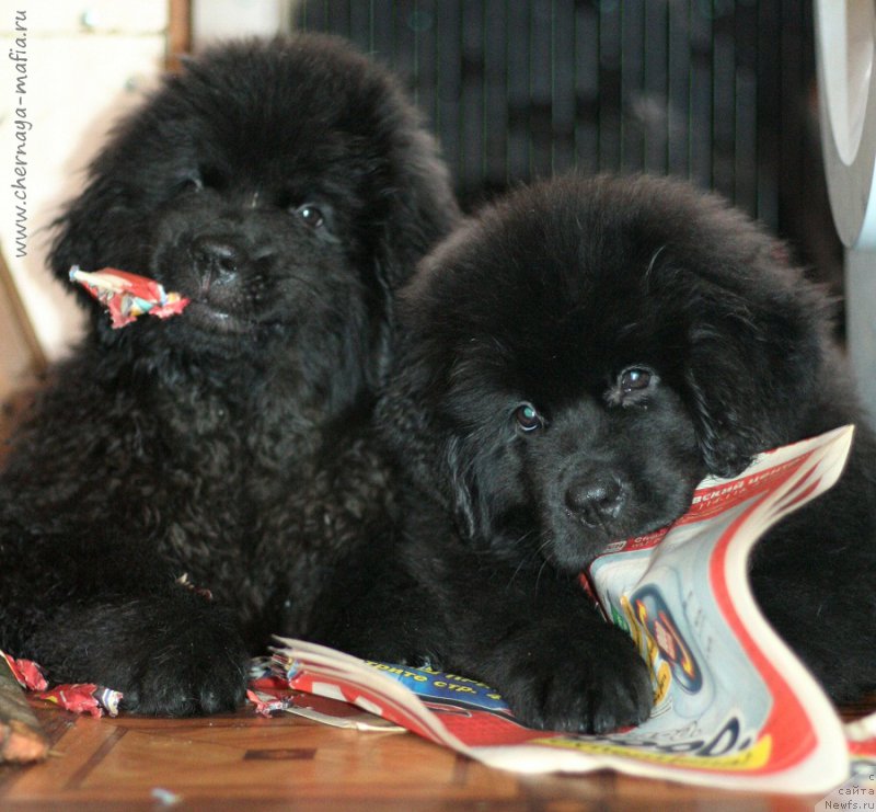 Фотография № 215882