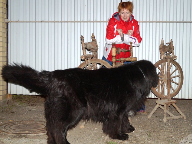 Фото: ньюфаундленд Charuyuschiy Chezario (Чарующий Чезарио)