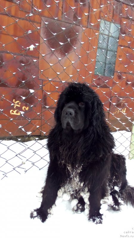 Фото: ньюфаундленд Sent Djons Zaura (Сент Джонс Заура)