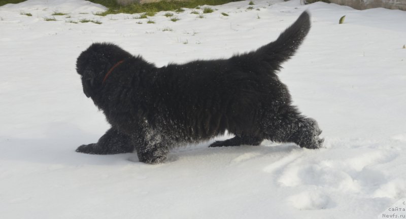 Фото: ньюфаундленд S'Nezhnaya Vjuga Vento Di Fiori (С'Нежная Вьюга Венто Ди Фиори)