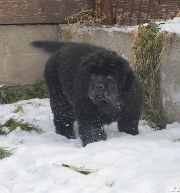 Фото: ньюфаундленд S'Nezhnaya Vjuga Vento Di Fiori (С'Нежная Вьюга Венто Ди Фиори)