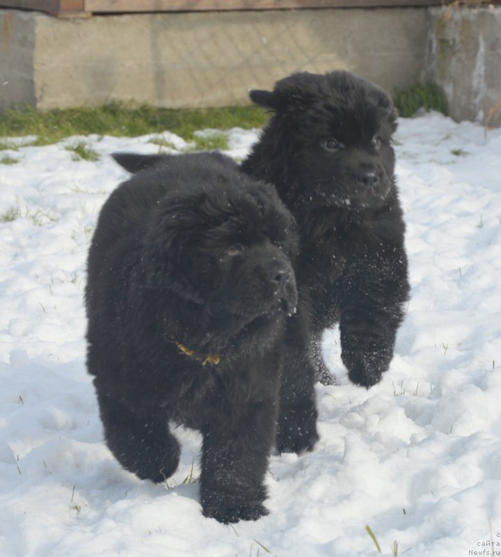 Фото: ньюфаундленд S'Nezhnaya Vjuga Vivara Verdi (С'Нежная Вьюга Вивара Верди), ньюфаундленд S'Nezhnaya Vjuga Vento Di Fiori (С'Нежная Вьюга Венто Ди Фиори)