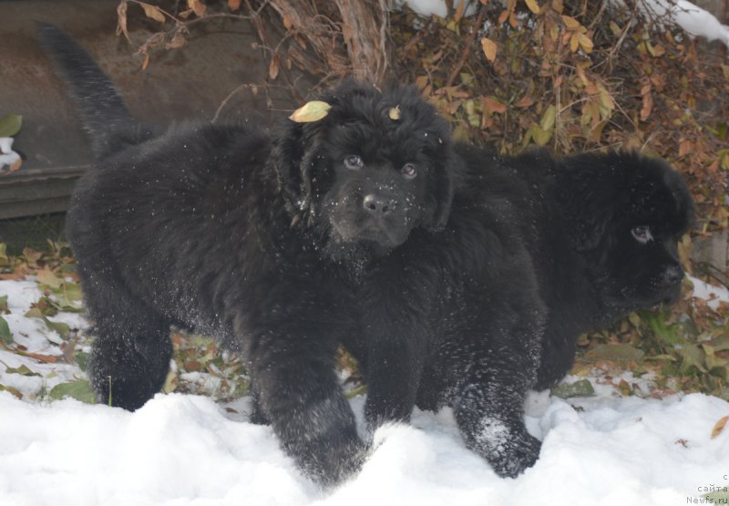 Фото: ньюфаундленд S'Nezhnaya Vjuga Vivara Verdi (С'Нежная Вьюга Вивара Верди), ньюфаундленд S'Nezhnaya Vjuga Vento Di Fiori (С'Нежная Вьюга Венто Ди Фиори)