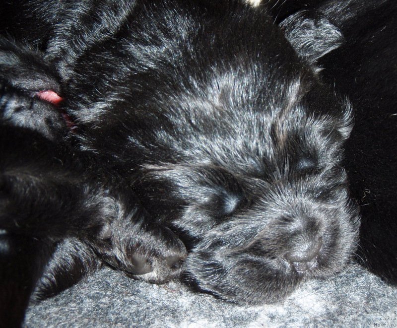 Фото: ньюфаундленд S'Nezhnaya Vjuga Van Gils Classik (С'Нежная Вьюга Ван Гилс Классик)