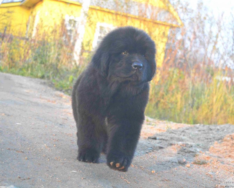 Фото: ньюфаундленд Revolyushen A Lya Rus iz Antagrada (Революшен А Ля Рус из Антаграда)