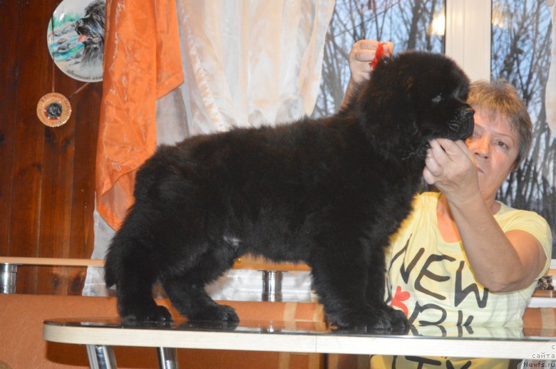 Фото: ньюфаундленд S'Nezhnaya Vjuga Van Gils Classik (С'Нежная Вьюга Ван Гилс Классик)