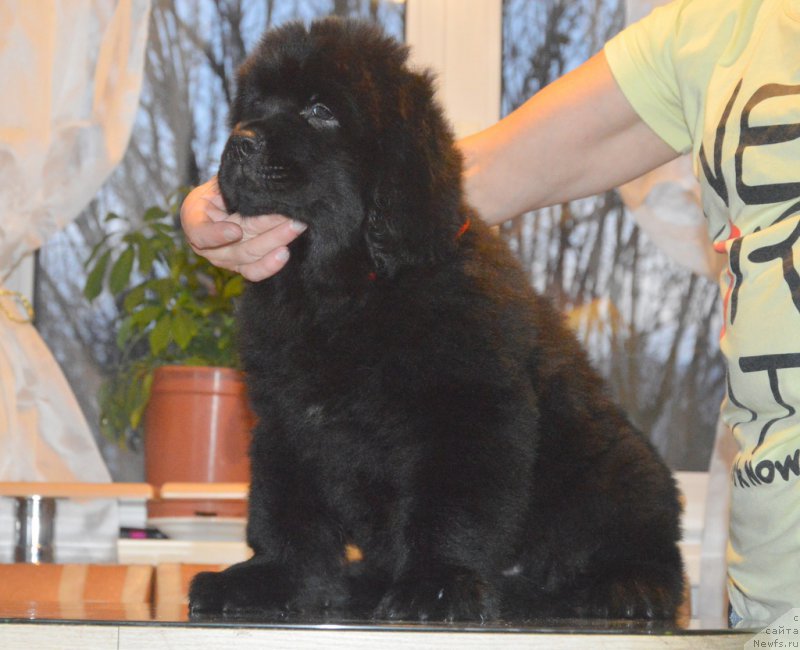 Фото: ньюфаундленд S'Nezhnaya Vjuga Van Gils Classik (С'Нежная Вьюга Ван Гилс Классик)