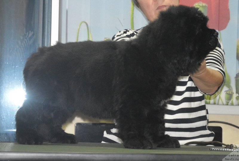 Фото: ньюфаундленд S'Nezhnaya Vjuga Venetian Bergamot (C'Нежная Вьюга Венетиан Бергамот)