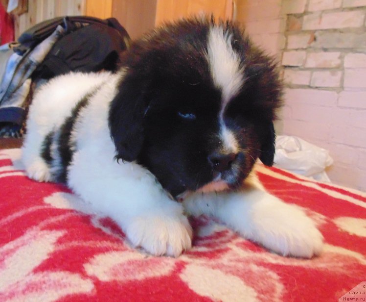 Фото: ньюфаундленд Super Bizon Melodiya (Супер Бизон Мелодия)