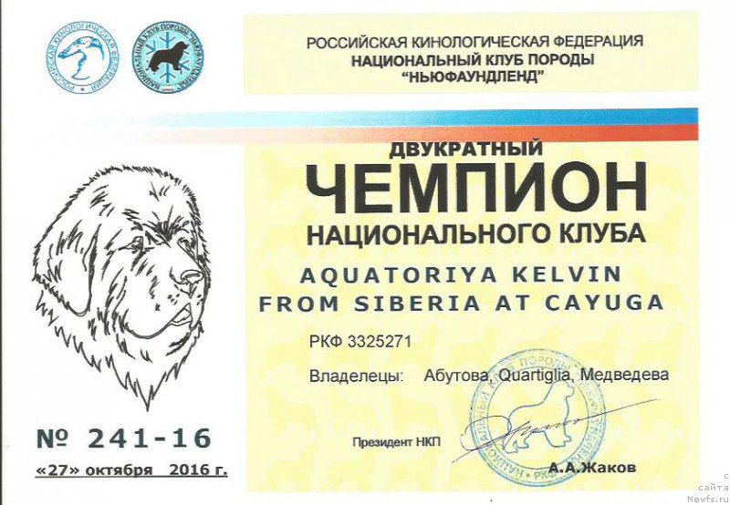 Фото: ньюфаундленд Aquatoriya Kelvin From Siberia at Cayuga (Акватория Келвин Фром Сибириа эт Каюга)