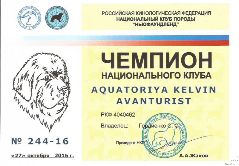 Фото: ньюфаундленд Aquatoriya Kelvin Avanturist (Акватория Келвин Авантюрист)