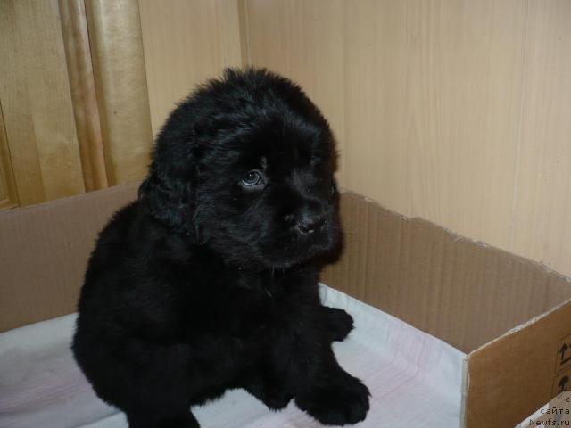 Фото: ньюфаундленд Lesnaya Skazka Korol' Mudrosti (Лесная Сказка Король Мудрости)