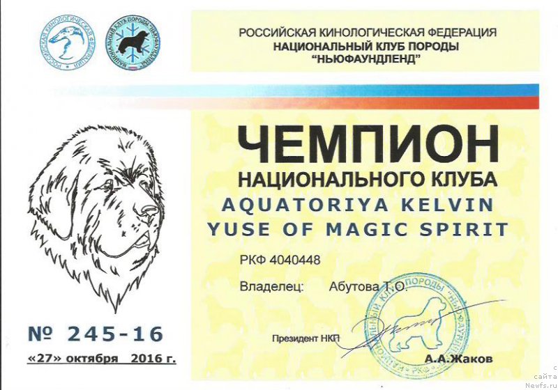 Фото: ньюфаундленд Aquatoriya Kelvin Yuse of Magic Spirit (Акватория Келвин Юз оф Мэджик Спирит)