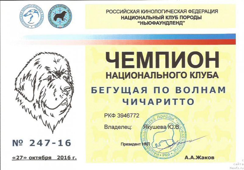 Фото: ньюфаундленд Beguschaya po Volnam CHicharitto (Бегущая по Волнам Чичаритто)