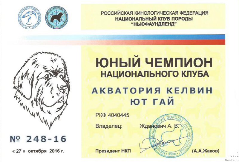 Фото: ньюфаундленд Akvatoriya Kelvin YUt Gay (Акватория Келвин Ют Гай)