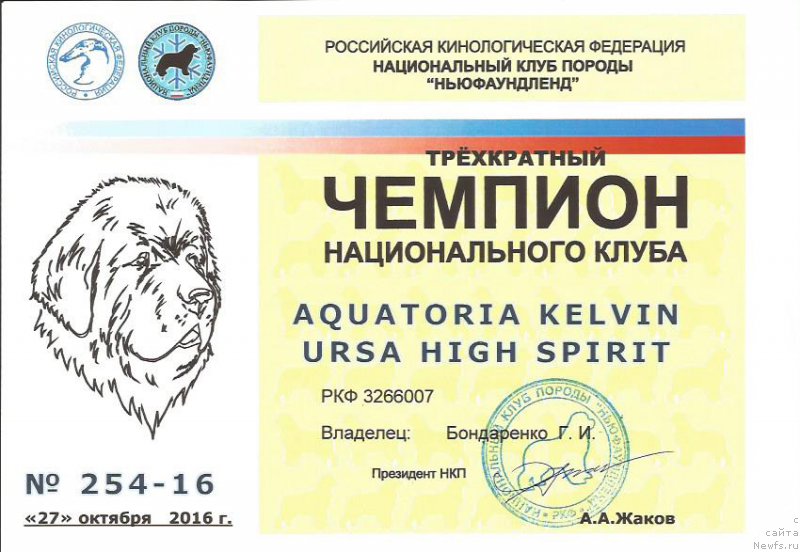 Фото: ньюфаундленд Aquatoria Kelvin Ursa High Spirit (Акватория Келвин Урса Хай Спирит)